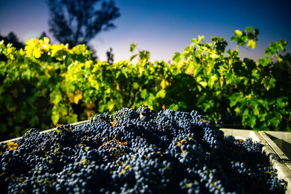 Freshly harvested grapes at McGah Family Vineyards in Rutherford
